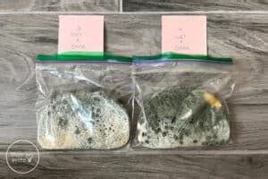 mold growth on bread experiment|bread mold experiment conclusion.